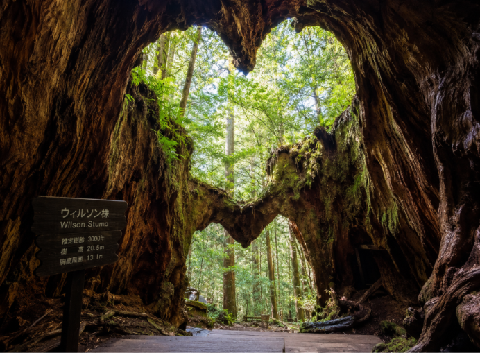 wilson stump