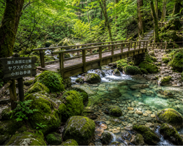 wooden bridge