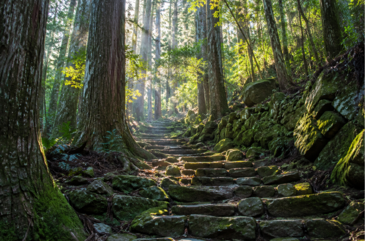 Walking through the tranquil forests that have welcomed pilgrims for over 1,000 years.