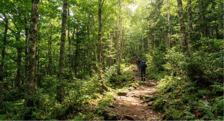 Peaceful Forest Hiking Trail Experience
