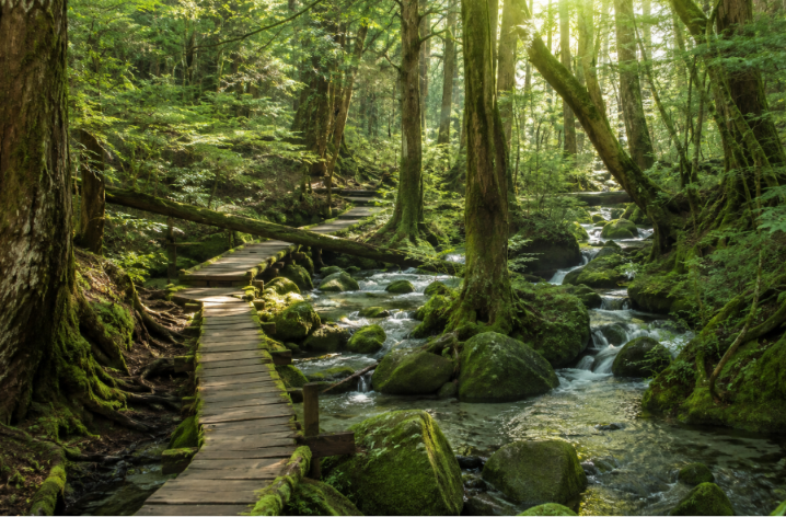 japan forest hiking