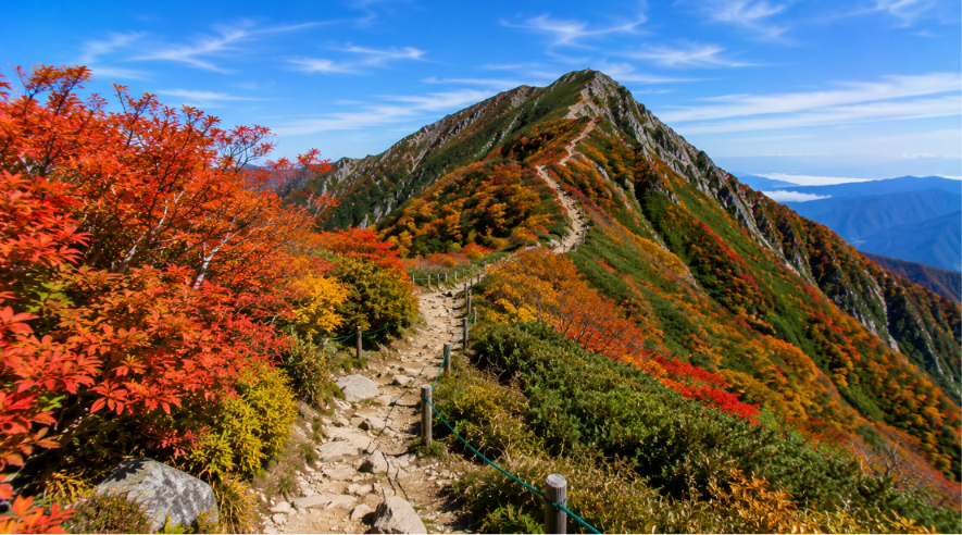 amazing autumn colours