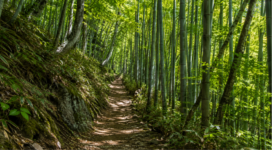 forest trail