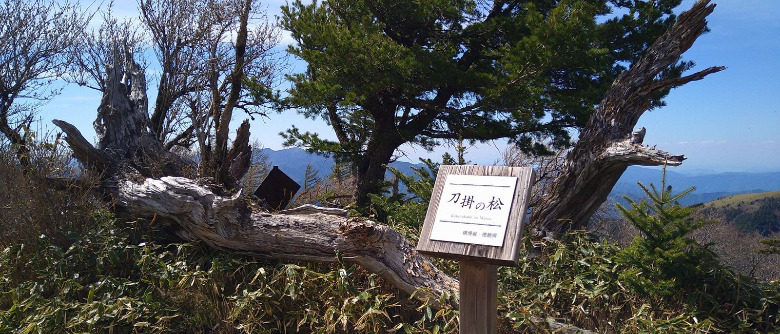 Katanakake-no-Matsu, the famous sword-resting pine on the trail to Ken-zan's summit, Tokushima