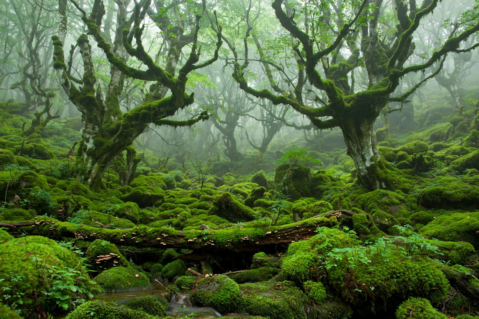 Ancient moss-covered beech forest in Odaigahara, Nara, Japan