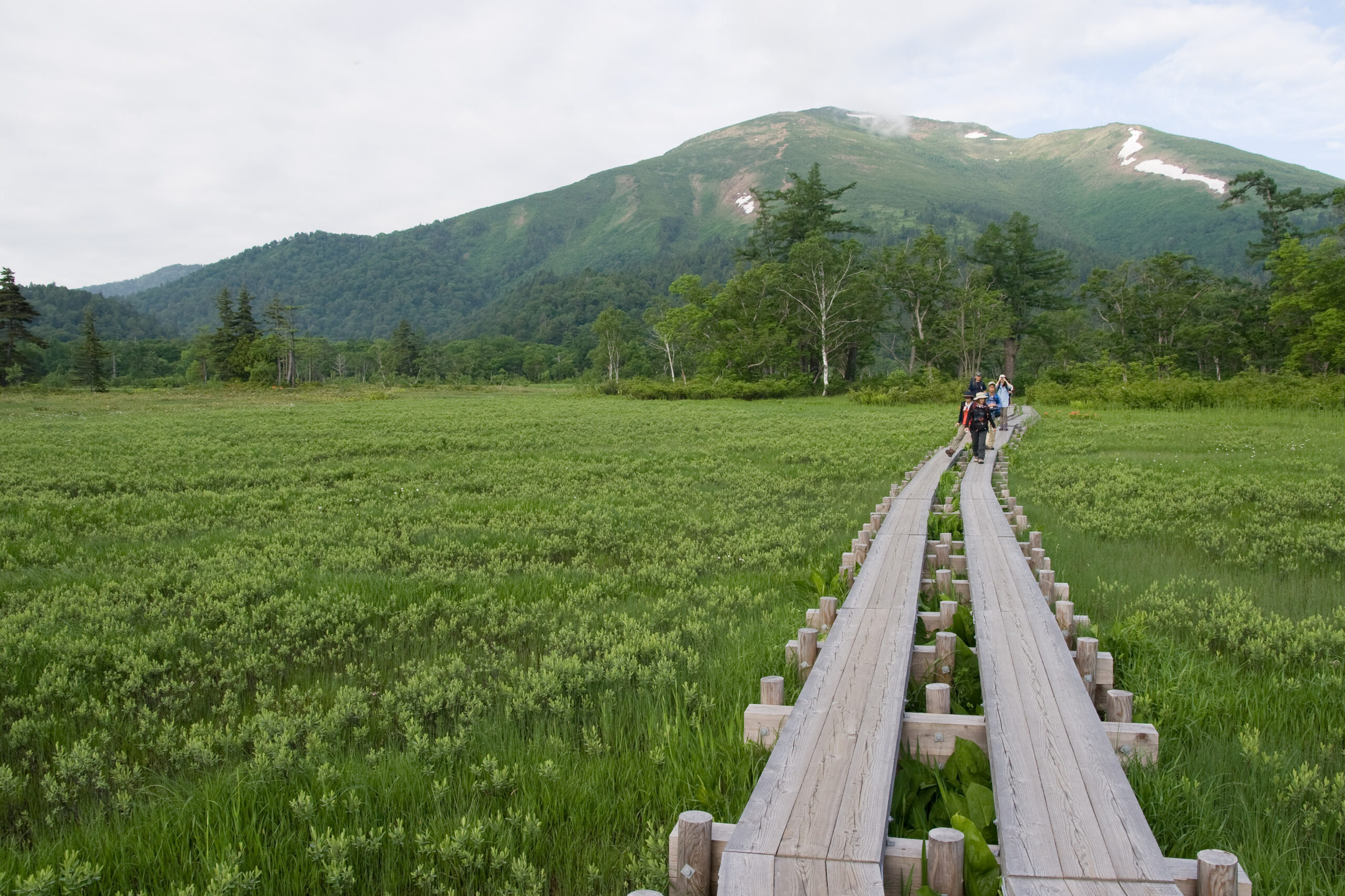 Boardwalk trail below Mount Shibutsu in Oze National Park